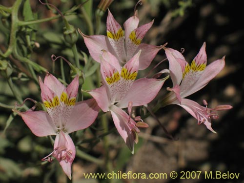 Im�gen de Alstroemeria angustifolia ()