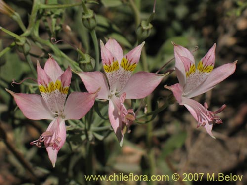 Image of Alstroemeria angustifolia ()