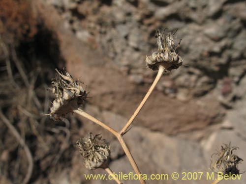 Imágen de Moscharia pinnatifida (). Haga un clic para aumentar parte de imágen.