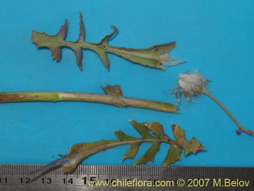Image of Moscharia pinnatifida (). Click to enlarge parts of image.