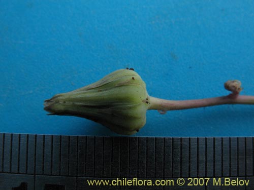 Image of Moscharia pinnatifida (). Click to enlarge parts of image.