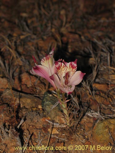 Bild von Alstroemeria diluta ssp. chrysantha (). Klicken Sie, um den Ausschnitt zu vergrössern.