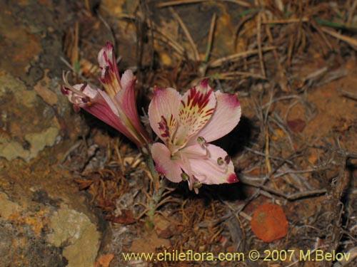 Imágen de Alstroemeria diluta ssp. chrysantha (). Haga un clic para aumentar parte de imágen.