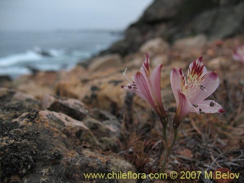 Imágen de Alstroemeria diluta ssp. chrysantha (). Haga un clic para aumentar parte de imágen.