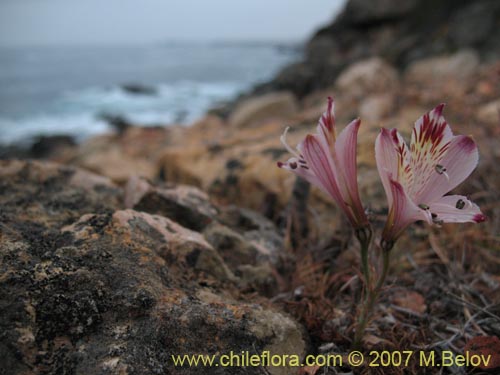 Image of Alstroemeria diluta ssp. chrysantha (). Click to enlarge parts of image.