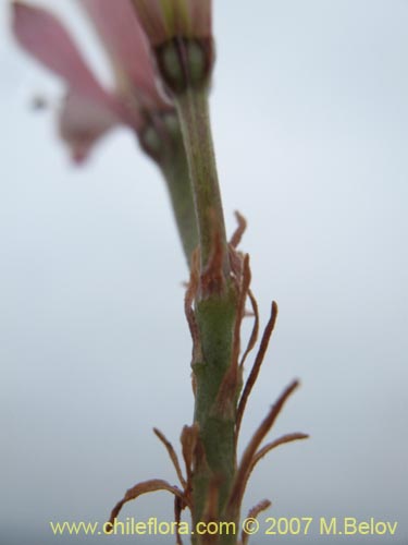 Alstroemeria diluta ssp. chrysantha的照片