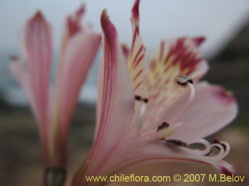 Bild von Alstroemeria diluta ssp. chrysantha (). Klicken Sie, um den Ausschnitt zu vergrössern.