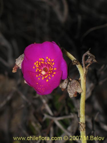 Imágen de Cistanthe sp. #2737 (). Haga un clic para aumentar parte de imágen.