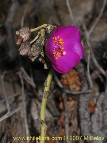 Cistanthe sp. #2737の写真