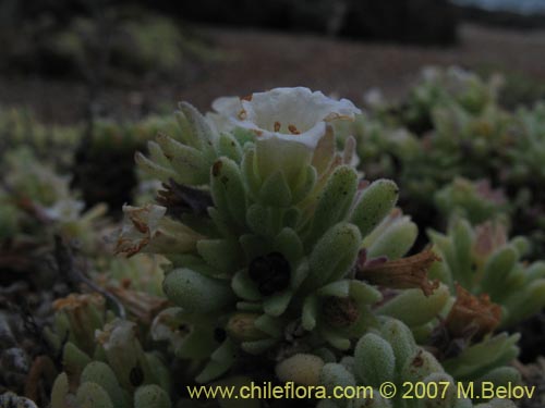 Nolana crassulifoliaの写真