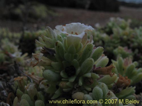 Imágen de Nolana crassulifolia (Sosa / Hierba de la lombriz / Sosa brava). Haga un clic para aumentar parte de imágen.