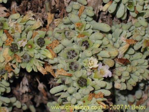 Bild von Nolana crassulifolia (Sosa / Hierba de la lombriz / Sosa brava). Klicken Sie, um den Ausschnitt zu vergrössern.