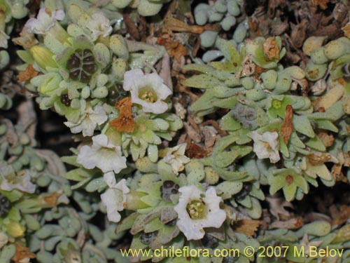 Bild von Nolana crassulifolia (Sosa / Hierba de la lombriz / Sosa brava). Klicken Sie, um den Ausschnitt zu vergrössern.