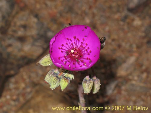 Bild von Cistanthe sp. #2737 (). Klicken Sie, um den Ausschnitt zu vergrössern.