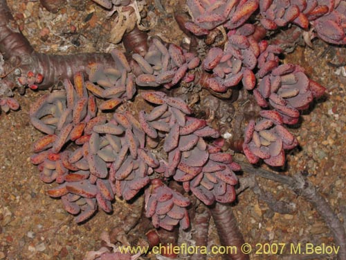 Imágen de Cistanthe sp. #2737 (). Haga un clic para aumentar parte de imágen.