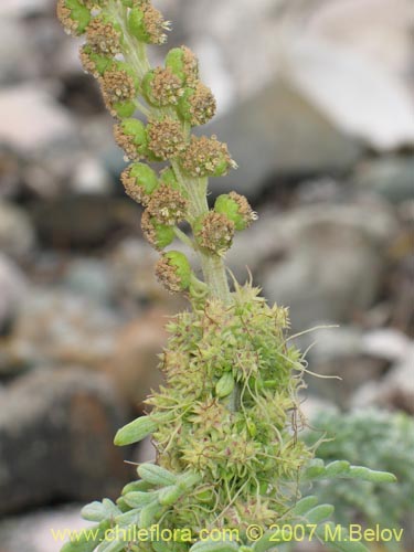 Imágen de Ambrosia chamissonis (). Haga un clic para aumentar parte de imágen.