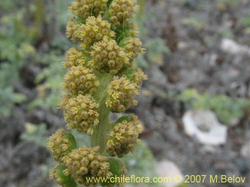 Bild von Ambrosia chamissonis (). Klicken Sie, um den Ausschnitt zu vergrössern.