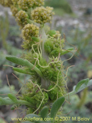 Bild von Ambrosia chamissonis (). Klicken Sie, um den Ausschnitt zu vergrössern.