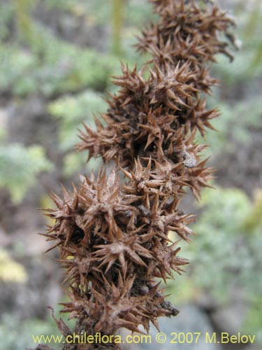 Bild von Ambrosia chamissonis (). Klicken Sie, um den Ausschnitt zu vergrössern.