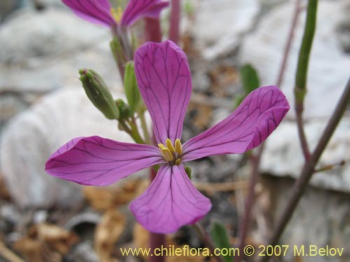 Bild von Raphanus raphanistrum (Rabano silvestre). Klicken Sie, um den Ausschnitt zu vergrössern.