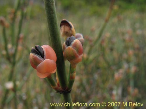 Image of Ephedra chilensis (Pingo-pingo / Transmontana / Solupe). Click to enlarge parts of image.