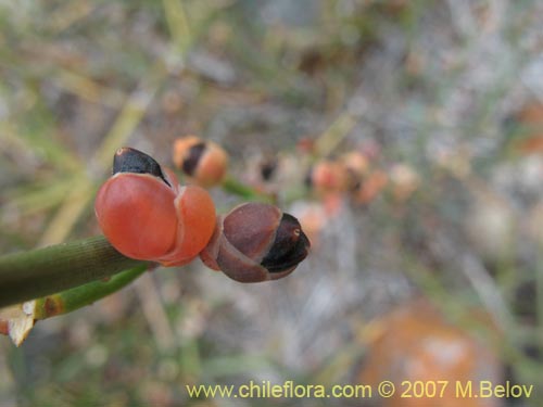 Image of Ephedra chilensis (Pingo-pingo / Transmontana / Solupe). Click to enlarge parts of image.