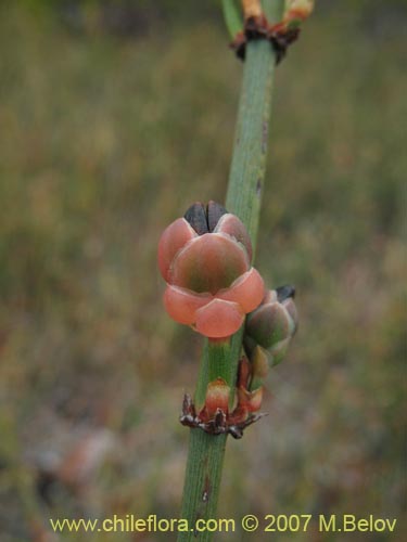 Image of Ephedra chilensis (Pingo-pingo / Transmontana / Solupe). Click to enlarge parts of image.