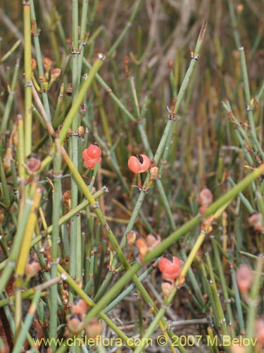 Imágen de Ephedra chilensis (Pingo-pingo / Transmontana / Solupe). Haga un clic para aumentar parte de imágen.