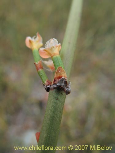 Image of Ephedra chilensis (Pingo-pingo / Transmontana / Solupe). Click to enlarge parts of image.