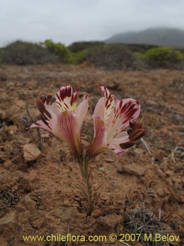 Imágen de Alstroemeria diluta ssp. chrysantha (). Haga un clic para aumentar parte de imágen.