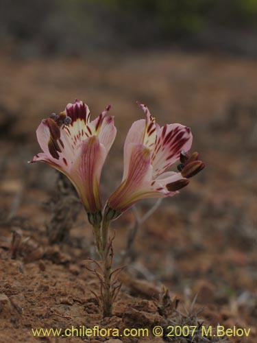 Bild von Alstroemeria diluta ssp. chrysantha (). Klicken Sie, um den Ausschnitt zu vergrössern.