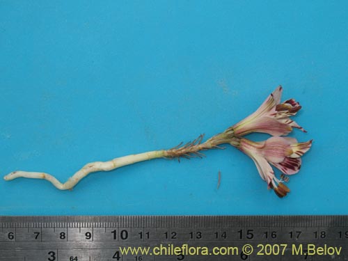Image of Alstroemeria diluta ssp. chrysantha (). Click to enlarge parts of image.