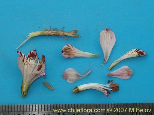 Фотография Alstroemeria diluta ssp. chrysantha (). Щелкните, чтобы увеличить вырез.