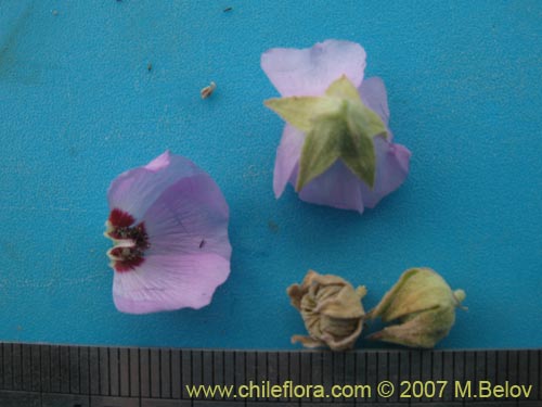 Imágen de Sphaeralcea obtusiloba (). Haga un clic para aumentar parte de imágen.