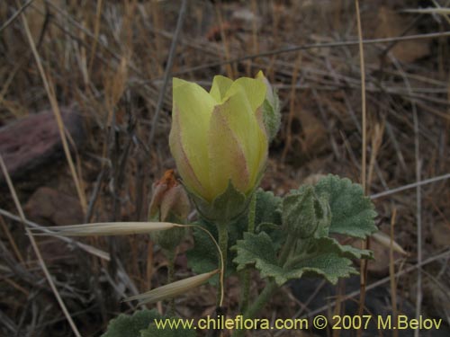 Imágen de Malvaceae sp. #2774 (). Haga un clic para aumentar parte de imágen.