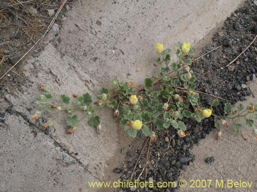 Image of Malvaceae sp. #2774 (). Click to enlarge parts of image.