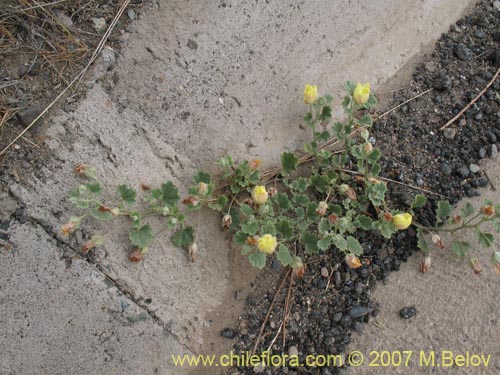 Imágen de Malvaceae sp. #2774 (). Haga un clic para aumentar parte de imágen.