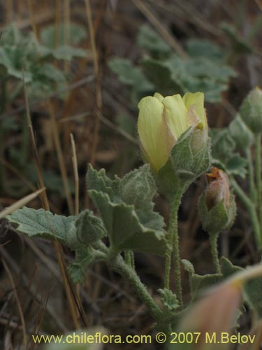 Image of Malvella leprosa (). Click to enlarge parts of image.