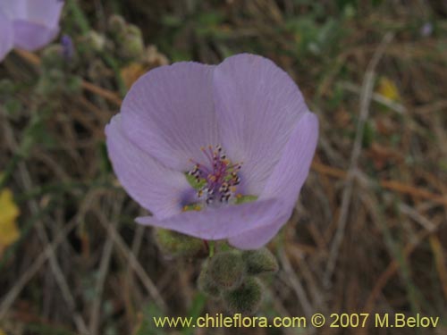 Фотография Cristaria glaucophylla (). Щелкните, чтобы увеличить вырез.