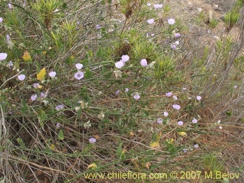 Imágen de Cristaria glaucophylla (). Haga un clic para aumentar parte de imágen.