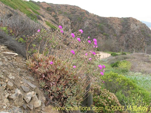 Image of Cistanthe grandiflora (). Click to enlarge parts of image.