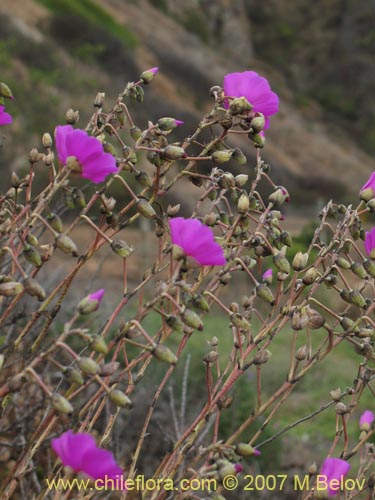 Image of Cistanthe grandiflora (). Click to enlarge parts of image.