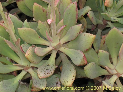 Cistanthe grandifloraの写真