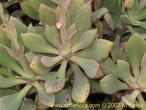 Bild von Cistanthe grandiflora (). Klicken Sie, um den Ausschnitt zu vergrössern.