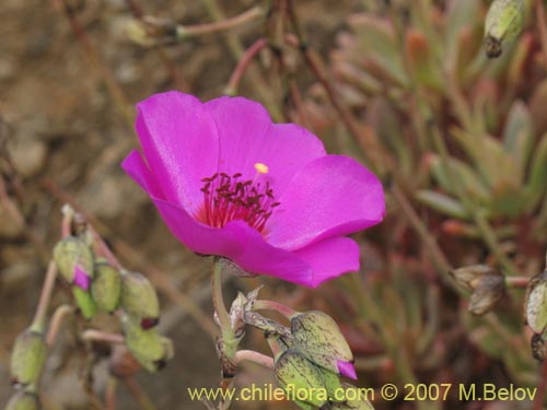 Cistanthe grandifloraの写真