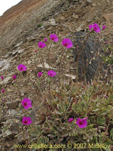 Cistanthe grandiflora的照片