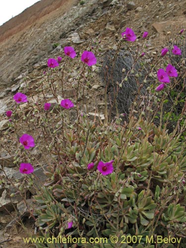 Фотография Cistanthe grandiflora (). Щелкните, чтобы увеличить вырез.