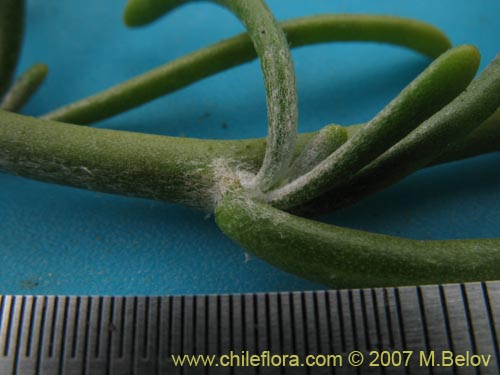 Imágen de Brassicaceae sp. #1367 (). Haga un clic para aumentar parte de imágen.