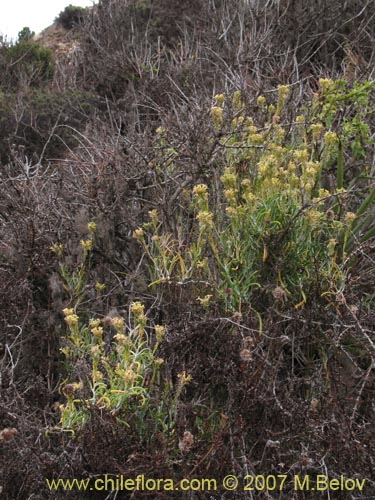 Image of Brassicaceae sp. #1367 (). Click to enlarge parts of image.