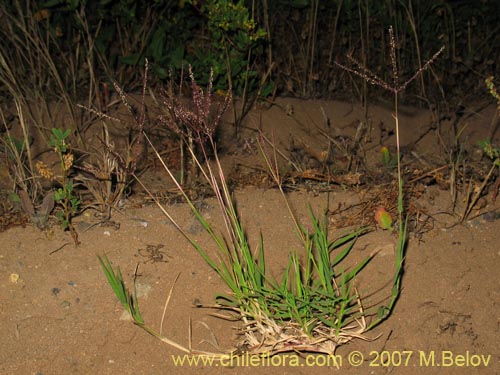 Poaceae sp. #2452的照片